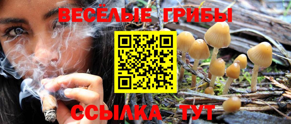 Галлюциногенные грибы Psilocybe  Галлюциногенные грибы Psilocybe  Тосно  Вход с VPN 